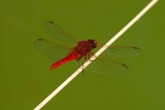 Orthetrum brunneum e Crocothemis erythraea